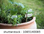 Potted Herb Garden With Plant...