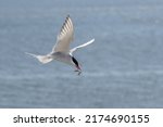 Small photo of Flying arctic tern (Sterna paradisaea) with a fish in its beak over the blue sea, the elegant migration bird has the longest route from Arctic to Antarctic, copy space, selected focus