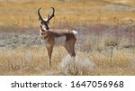 Pronghorn Antelope In Colorado...