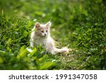 A Milky Kitten Sits In The...