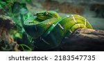 A Stunning Green Snake With...