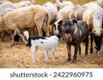A flock of sheep on a farm guarded by two dogs - a small and a big breed dog. Yellow dry grass beneath the sheep. High quality photo