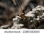Yellow Admiral Butterfly ...