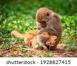 The Mother Monkey Takes Care Of ...