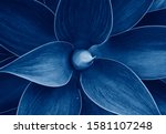Abstract Agave plant floral pattern Dragon tree, blue fox tail agave Floral green pattern top view. Toned image with trend color of 2020 year Classic blue