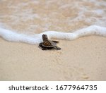 Baby Turtle Prepare To Head For ...