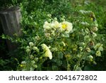 Yellow Alcea Rosea Blooms In...
