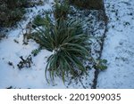 Small photo of Liriope muscari 'Moneymaker' under the snow in January. Liriope muscari is an erect evergreen perennial that produces blue-purple flowers in panicles from August to October. Berlin, Germany