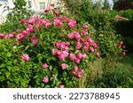 Rose 'Marion' bush blooms profusely with pink flowers in the garden. Rose is a woody perennial flowering plant of the genus Rosa, in the family Rosaceae. Berlin, Germany