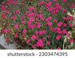 Small photo of Hardy red flowers of Dianthus deltoides bloom in the garden in June. Dianthus deltoides, the maiden pink, is a species of Dianthus. Berlin, Germany