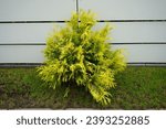 Small photo of Thuja occidentalis tree with yellow-green needles grows in September. Thuja occidentalis, also known as northern white cedar, eastern white cedar, or arborvitae, is an evergreen coniferous tree.