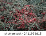 Small photo of Cotoneaster dammeri with fruits grows in October. Cotoneaster dammeri, the bearberry cotoneaster, is a species of flowering plant in the genus Cotoneaster, belonging to the family Rosaceae. Berlin