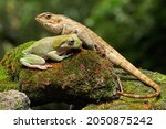 An oriental garden lizard is sunbathing with a dumpy frog on a moss-covered rock. This reptile has the scientific name Calotes versicolor. 