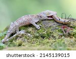 A Young Tokay Gecko Eating A...