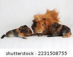 A mother guinea pig with her two cubs resting. Selective focus on white background. This rodent mammal has the scientific name Cavia porcellus.