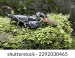Small photo of An Asian forest scorpion prepares to prey on a mole cricket on a rock overgrown with moss. This stinging animal has the scientific name Heterometrus spinifer.