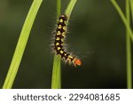 A Caterpillar Is Foraging In A...
