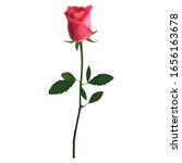 rose flower vector design ... | Shutterstock .eps vector #1656163678