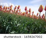 The Skagit Valley Tulip...