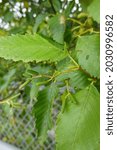 Small photo of The Red Alder (Alnus Rubra) is a Pacific Northwest deciduous tree.