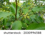 Small photo of Red alder (Alnus rubra), also called Oregon alder, western alder, and Pacific coast alder is the most common hardwood in the Pacific Northwest.