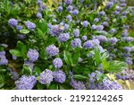 Small photo of Ceanothus thyrsiflorus, known as blueblossom or blue blossom ceanothus, is an evergreen shrub in the buckthorn family Rhamnaceae.