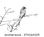 Vector Sketches Of Bird. The...