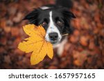 Border Collie dog is holding a leaf with his mouth and looking from the down above. 
