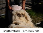 Small photo of Sheep shearing a ewe with a clipper on a texelaar x swifter