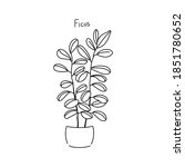 vector illustration plant ficus ... | Shutterstock .eps vector #1851780652