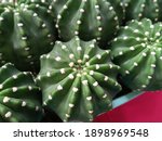 Small photo of green cactus on table with cloy up shooting