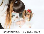 Groomer combing Yorkshire terrier coat with comb on white background