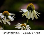 Blooming white Echinacea purpurea flowers in summer botanical garden.Perennial herbaceous plant with daisy-like flower. Field of white flowering coneflowers White Swan long petals. Floral wallpaper.