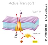 active transport   functions of ... | Shutterstock .eps vector #1715025118