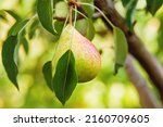Fresh juicy pears on pear tree branch. Organic pears in natural environment. Crop of pears in summer garden.
