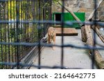 Beautiful Lynx In The Zoo. The...