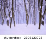 Foggy forest with snow in the morning. Fabulous winter landscape. Trees are covered with frost in a white fog. 