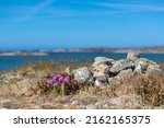 Rocks  Dry Grass And Purple Sea ...