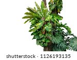 Rainforest tree trunk with tropical foliage plants, Monstera, golden pothos vines ivy, bird's nest fern, and orchid leaves isolated on white background with clipping path, rich biodiversity in nature.