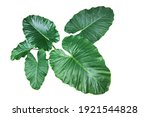 Heart shaped green leaves of...