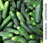 Small photo of Macro Photo food vegetable cucumber. Texture background food vegetables ripe juicy cucumbers