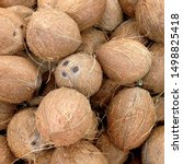 Small photo of Macro photo of tropical fruit coconut. Texture hairy nuts coconut fruit. Coconuts in the shell.