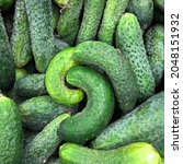 Small photo of Macro photo green cucumbers. Stock photo vegetable green cucumber background