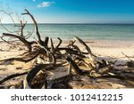 Dried Branches On The Beach Of...