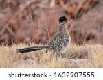 Close Up Of Greater Roadrunner...