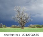Cottonwood Tree In  Spring At...