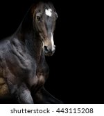 Akhal Teke Horse Portrait...