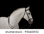 White Andalusian Stallion...