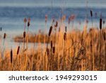 Cattails In Wetlands Area At...