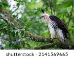 A rare ornate hawk eagle is a...